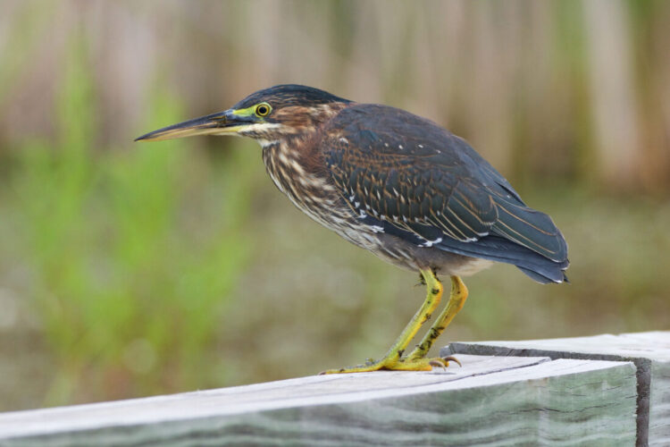 A technology platform to highlight bird migration  News, sports, jobs